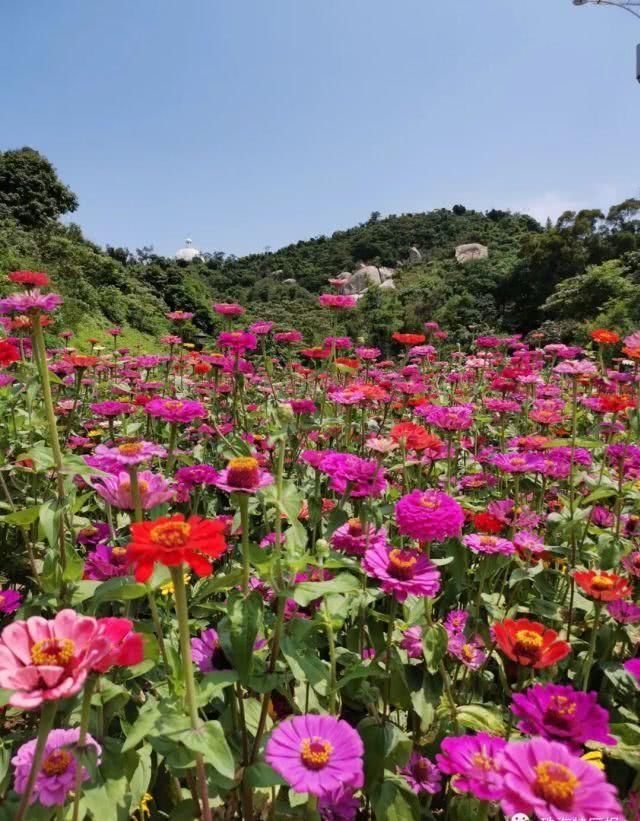 公园的向:超罕见白色、黑色向日葵!8千㎡花海!就藏在珠海市区!