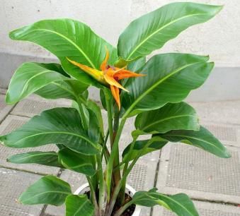  『吸附』4种绿植摆客厅，吸附灰尘净空气，四季翠绿，美观又大方