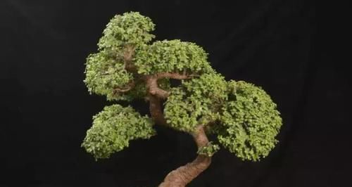  [金钱树]这4种客厅“耐旱花”，水多易烂根，1个月浇1次更好，别忽视！