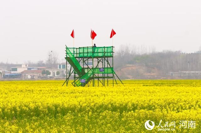  油菜花：河南光山：万亩花海惹人醉