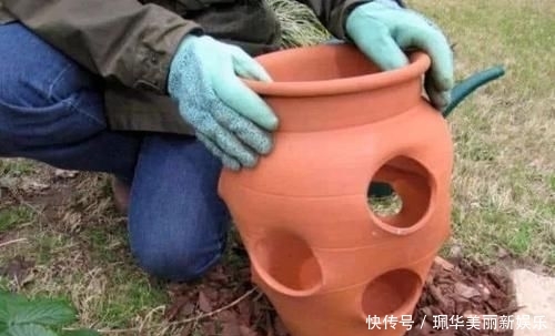 草莓盆栽@摘来的草莓水果还能用来播种,很快就能开花结果