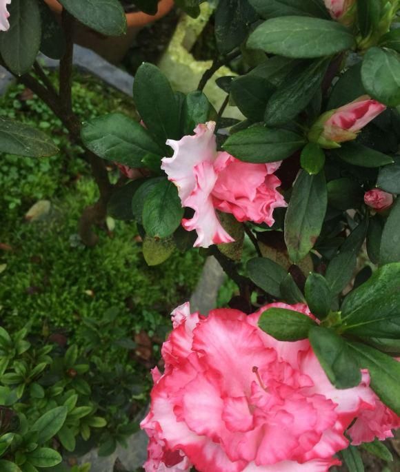  [养不活]杜鹃花养不活，开花少问题多，保证3个基本点，杜鹃花也能爆盆