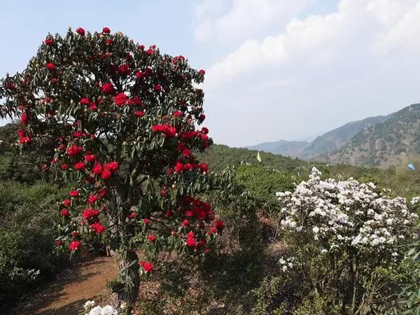 曲靖东山向全国发出邀请，这里万亩杜鹃此时开得正艳，真的好看