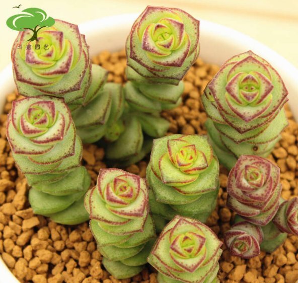 特别@这些多肉植物,养在阳台吊起来,不仅长势旺,还特别好养