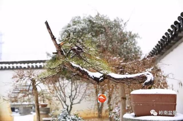 一组盆景作品欣赏，雪中赏盆景，别具一番风韵！