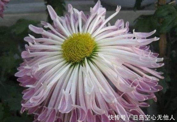  卧雪■喜欢菊花，不如养盆“菊中珍品”紫龙卧雪，似紫龙伏地，妖娆妩媚