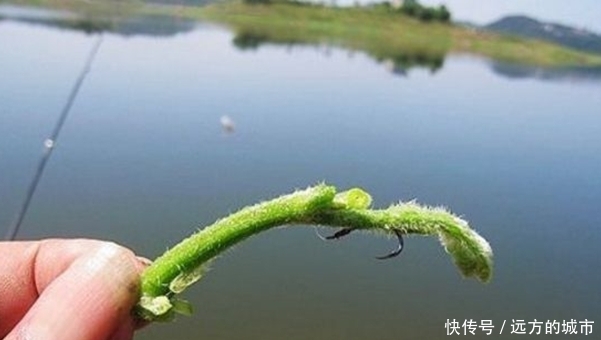 『进食』夏季钓草鱼,挂芦苇叶钓浮,钓组搭配要点,草鱼其实很好钓!
