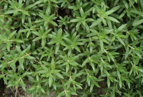 农村山沟边被人嫌弃的野草 26元一斤 被抢着买