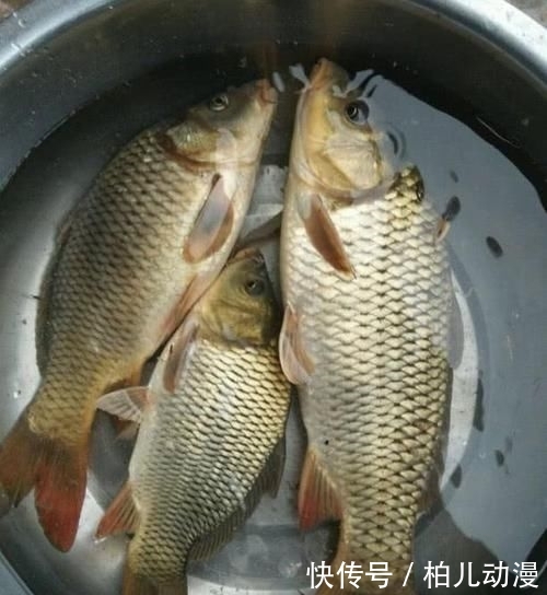 【钓鱼】钓鱼真的需要很好的耐心?错的这么离谱,难怪你总是空军