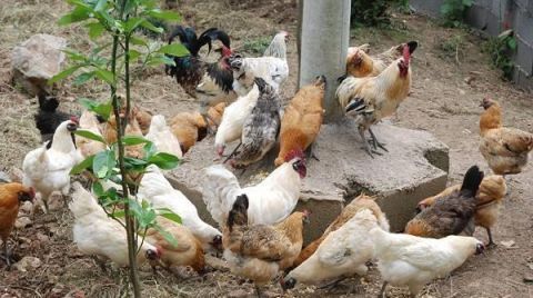  「小鸡」新手养鸡要注意哪些？饲养密度如何把控？