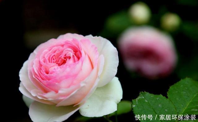  #能力#养花就养此3种，开花能力强爆盆简单，谁养谁喜欢，漂亮极了
