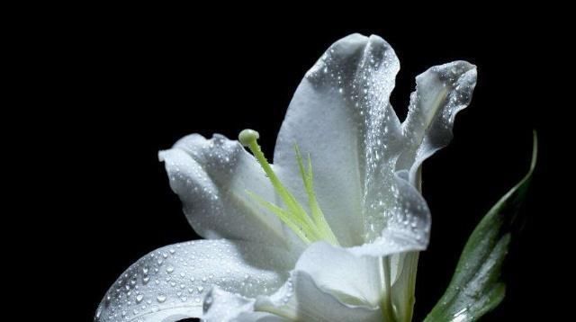 养花■卧室养花有讲究!这五种浓香花尽量少在卧室养!
