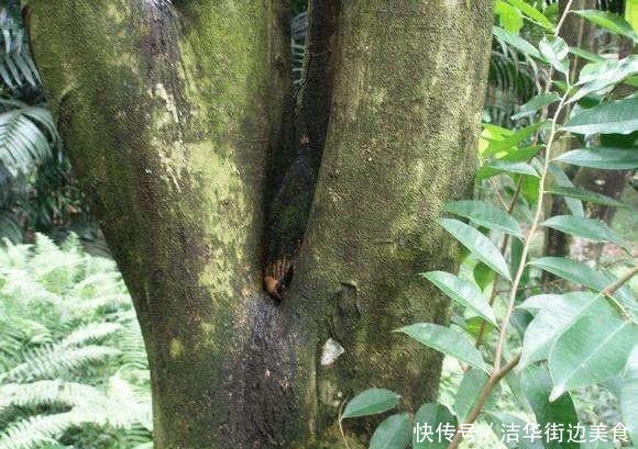  「沉香木」农民无心插柳种出珍稀树种，出价50万都不卖，以后还