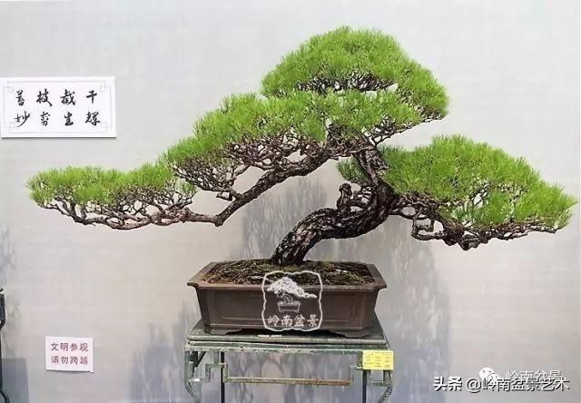  「作品」有年功的盆景，品相好，价值高！
