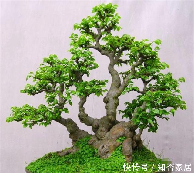 叶家:大叶家榆是盆景界中的“乡巴佬”?养护做好“4要点”,秀雅精致