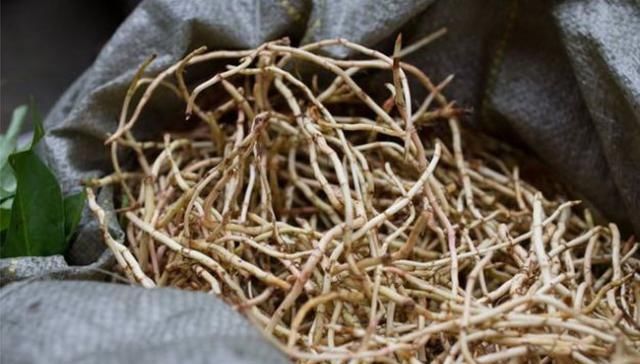  「收益」它是恶性杂草，农民恨得牙痒痒，现在人工种植成了高收