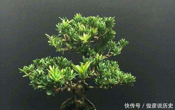  枝条■种棵罗汉松，招财又长寿，嫌太贵自己种，一根枝条就能活！