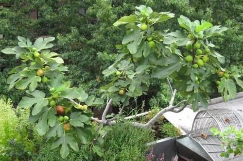  『果实』家中养殖无花果树摸清6点，从购苗到结果，盆栽困难少得多