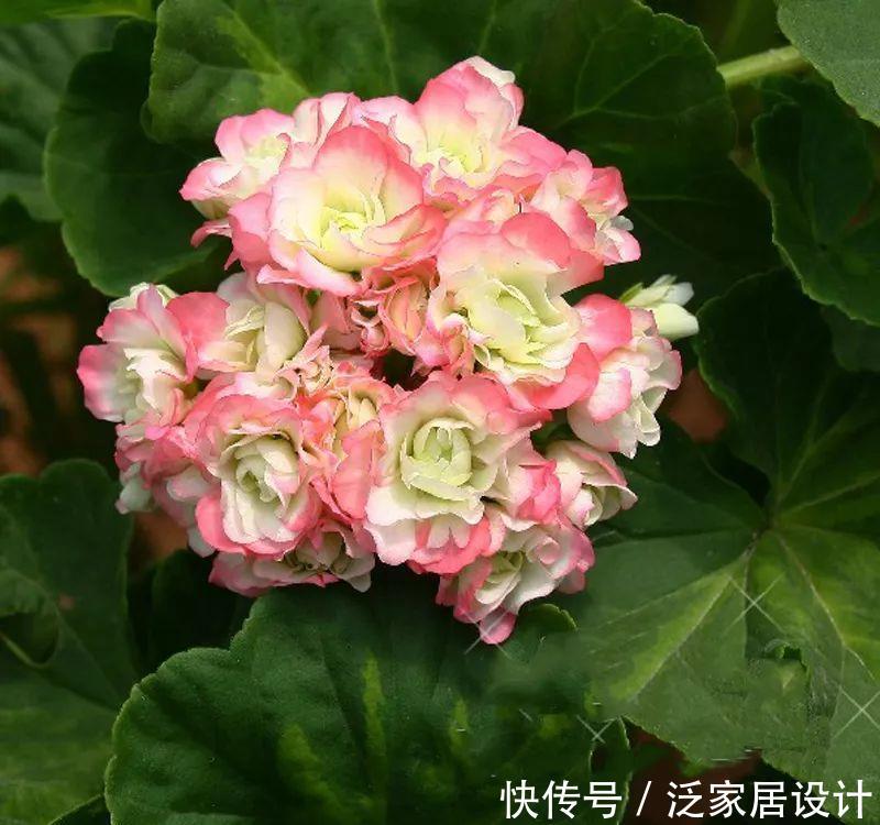 每种■110种天竺葵,每种都超美,看看你认识多少种?