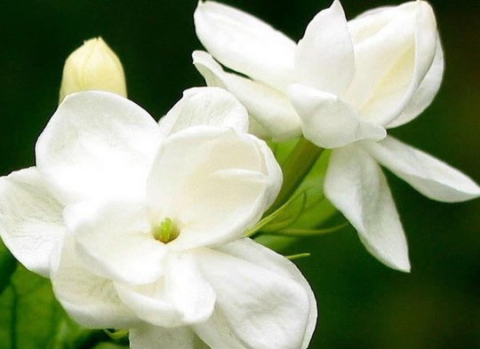  特别：这些花便宜也别养，开花不断，并且花期还特久，特别容易开花