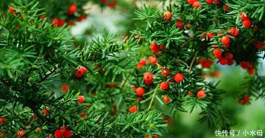 农民注意: 今年起, 这4类农作物禁止种植, 不听劝阻的, 要被罚款