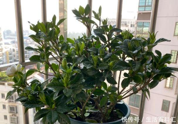 麻烦|扦插栀子花,不要想得太麻烦,一把“珍珠岩”,100%成活