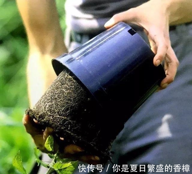  台长■不伤植物的移栽技巧, 3分钟轻松将植物移栽到你为它准备的窝