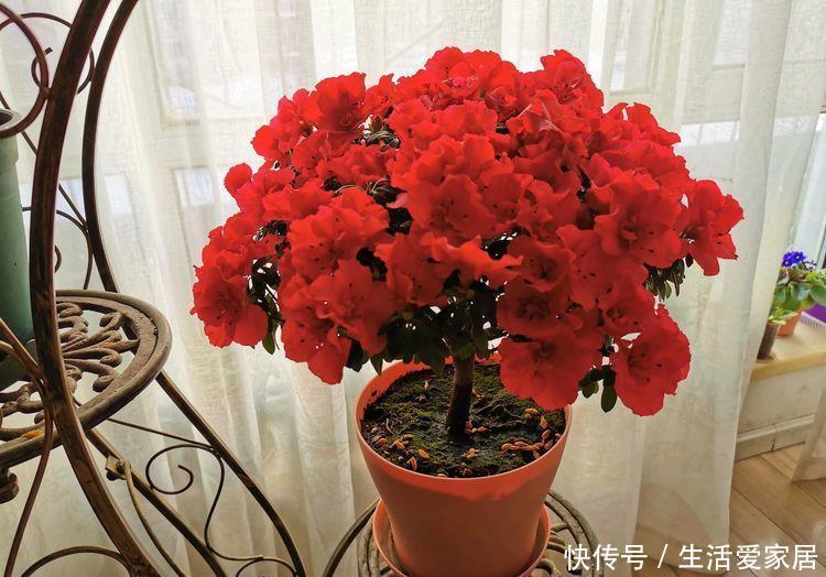 适合■适合家养的5种花,花大色艳很皮实,家里养一盆,天天都能赏花