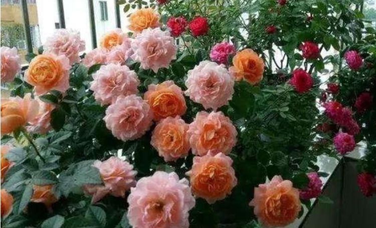  【烂漫】“4种花”好养又漂亮,开花一茬又一茬,花朵烂漫迷人,家中必备