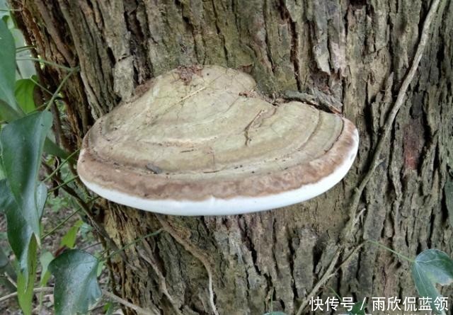  「灵芝」树上这种野生物，目前极为珍贵，家乡若有，请别砍去当