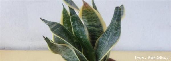 『分株』虎皮兰分盆注意事项
