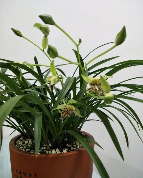  『养花』养花选这几款，植株低矮，花多易爆盆，美观大气，花开美成小花园