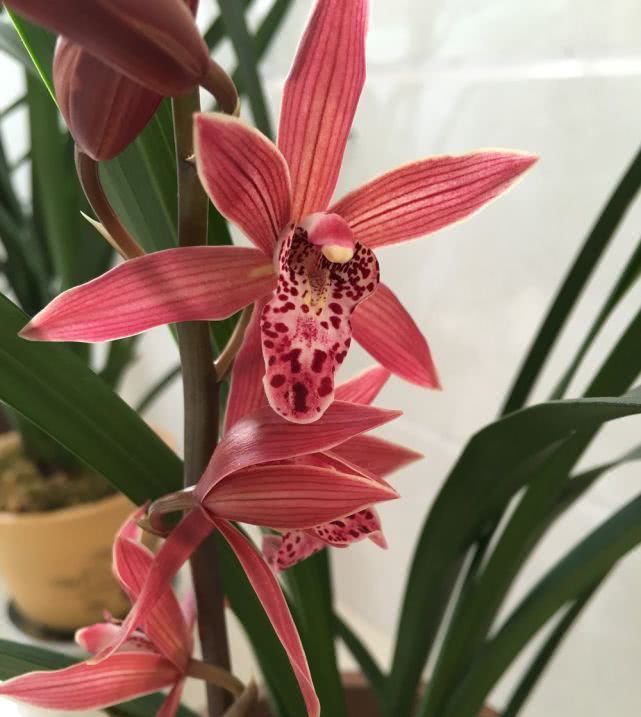  「兰花」最喜庆的兰花，花开几个月，花香可“绕梁三日”不散！