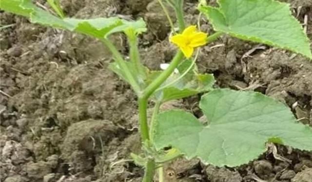  「种子」黄瓜应该如何种植？只要掌握这5种技术，黄瓜既好看又顺直