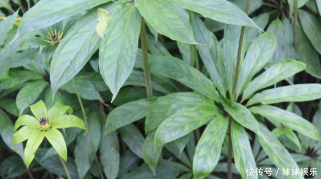 农村这种植物太珍贵，价格超千元仍继续在涨，却很少有农民愿意种