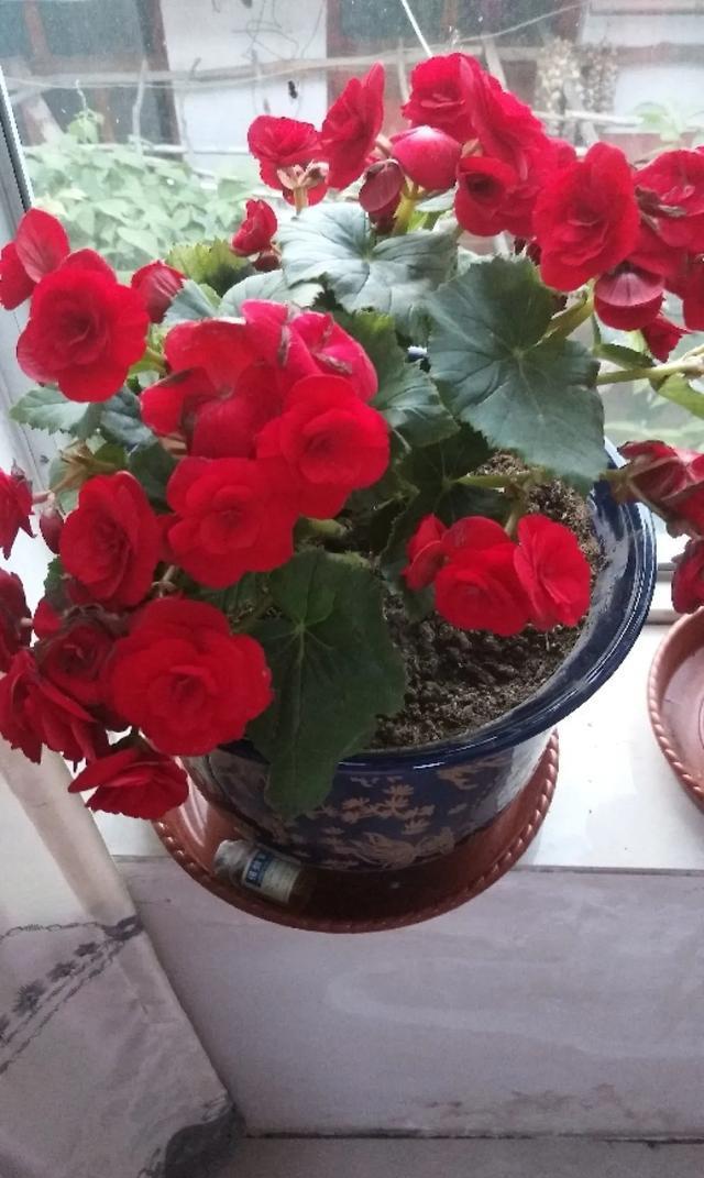  [技巧]养花技巧：这6种花千万别喷水，一喷水就烂叶，3天死翘翘！