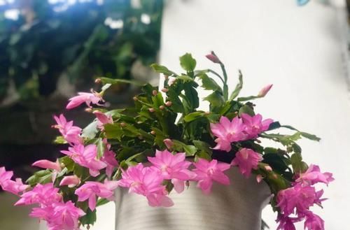  #长寿花#养花记住3个小技巧，茶花再难也能养好，开花多得不见叶！