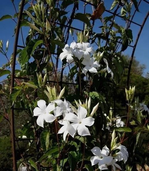  「搭设支架」花朵灿烂的飘香藤，光照灿烂才好多开花