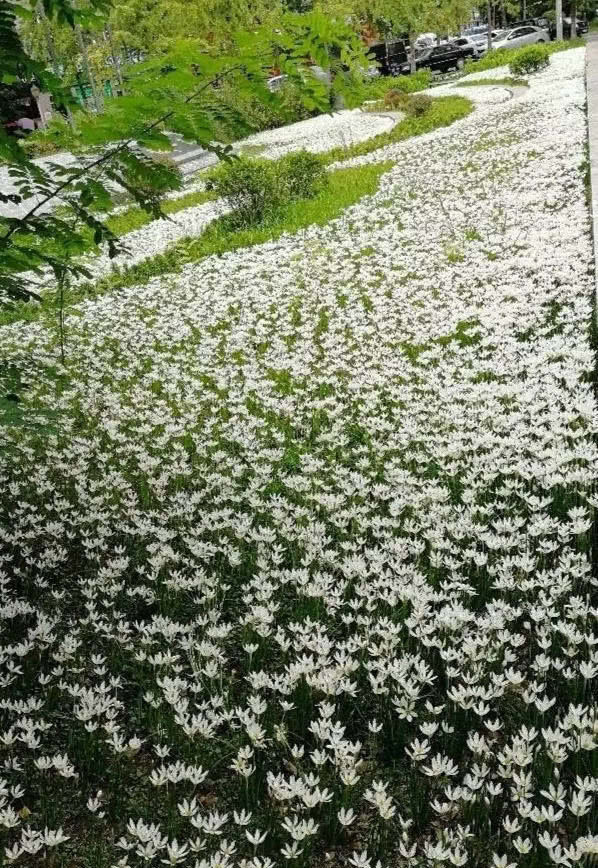  #透气的营养#这4种花，臭水沟挖点养盆里，1分钱不花爆10盆！