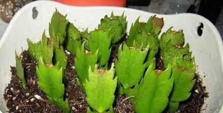  「栀子花」终于等到了扦插季，这两种花赶紧动手，明年不用买花了！