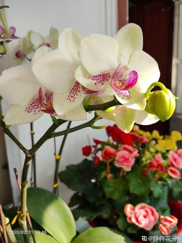  [最合适]1间房1盆花，养最合适的，全家都健康