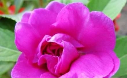 #绿萝#1种“蝴蝶花”,花开红艳艳,胜似长春花,一开90天,比养绿萝强