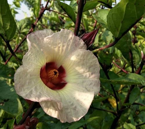 魔性：好魔性的植物，名字叫“红桃k”，养上一盆，开花好看又能泡茶喝