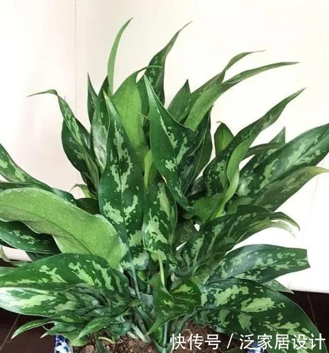 耐阴|5种植物耐阴又好养,生命力顽强,“养花杀手”也不用担心养死