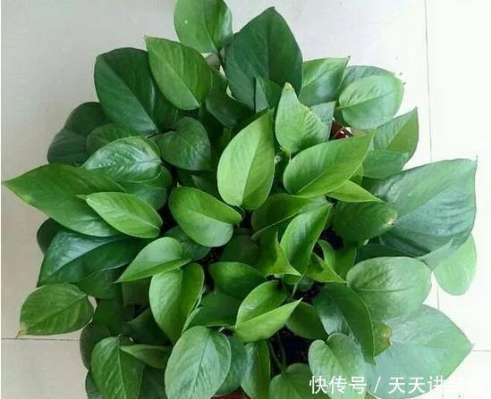  『绿萝』养花技巧：春天赶紧扦插绿萝，扯根枝插3盆，5种方法个个好活！
