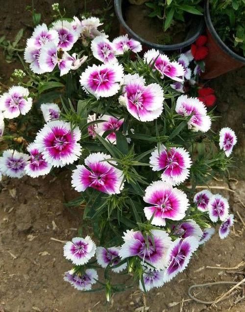  「花芽分化」石竹花养护技巧，放在阳台上，花芽分化极强，开满盆很轻松