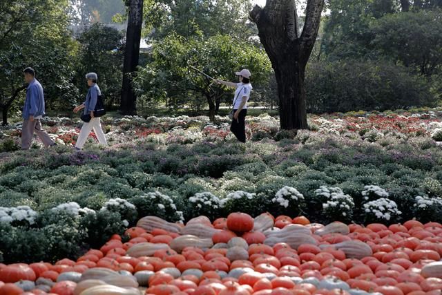 北京植物园40万株鲜花迎国庆 市花展十一开幕