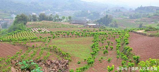 农业补贴迎来重大调整，将新增三项补贴，玉米秸秆处理也纳入补贴