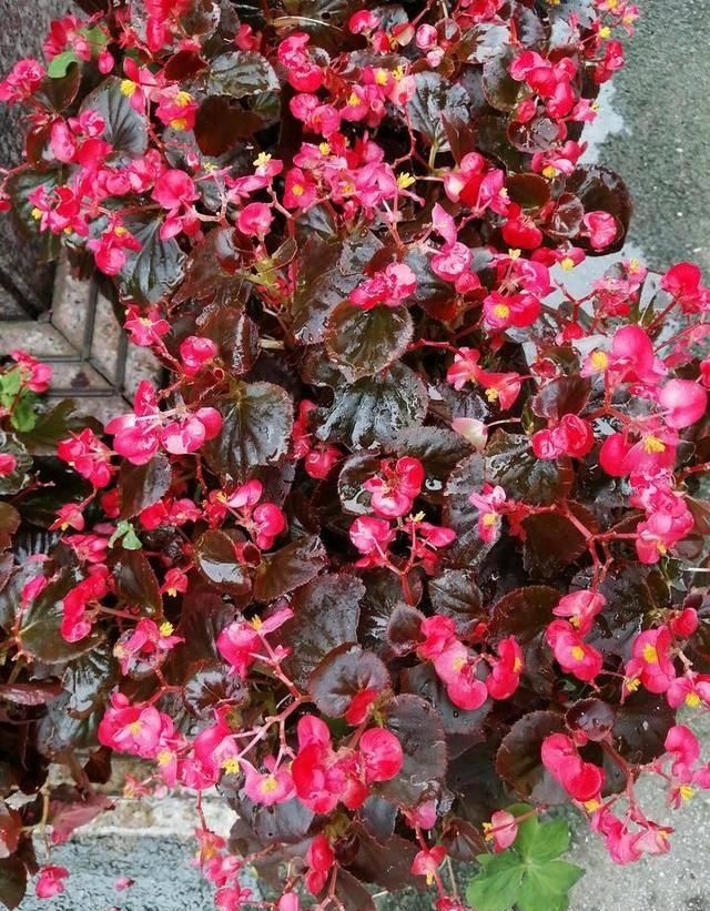  #万物#酸咪草凤仙花桂花果，有他们在的地区，万物皆满春！