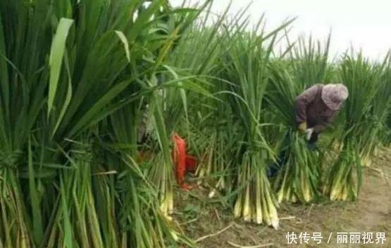 农村河边的野菜，最高能到2米，如今15元一斤，农民靠它致富